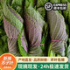 新鮮蘇子葉韓國烤肉紫蘇葉粘豆包葉即食蔬菜現(xiàn)摘菜葉非露天紫蘇 現(xiàn)摘500克(不是露天紫蘇)