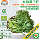 彩虹雨 有機蒿子稈250g 歐盟認證有機蔬菜自有農場(chǎng)新鮮直發(fā)食材