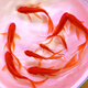 長(zhǎng)尾大紅草金魚鳳尾活魚冷水觀賞魚好養(yǎng)耐活淡水魚紅草魚短尾草金 8-10cm紅草金5條