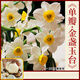 聽雪樓水仙花盆栽水養(yǎng)帶芽郁金香種球辦公桌面室內(nèi)水培綠植物風(fēng)信子花卉 水仙種球一個【新手試種】