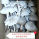 2025新鮮野生雞樅菌新鮮荔枝菌夏至菌三塔菌火把雞樅云南雞樅菌 精品剛開傘【野生雞樅菌】500克