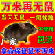 老鼠藥三步到一聞就死劇毒家用滅鼠超強(qiáng)力特一窩端高效驅(qū)鼠藥神器 滅鼠不傷人畜2袋【家中永無(wú)鼠】