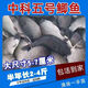 正宗中科五號鯽魚苗工程鯽魚淡水養(yǎng)殖草魚苗鯉魚花鰱包活批發(fā) 中科鯽 2-4厘米100條（發(fā)120條）