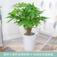 青山依舊獨桿發(fā)財樹(shù)粗桿大樹(shù)樁室內小盆栽客廳招財盆景辦公室綠植物 高70-80cm含白圓瓷盆 粗桿發(fā)財樹(shù)