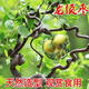 芯荷棗樹(shù)樹(shù)苗特大冬棗南方北方種植棗子樹(shù)苗庭院陽(yáng)臺盆栽地栽果樹(shù)綠化 龍須棗5年苗當年結果