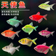 智伴熊 ZIBARBEAR天使魚小金魚活魚七彩魚燈科魚孔雀魚斑馬老虎魚小型熱帶觀賞魚活 2-3c隨機天使12條（發(fā)5個顏色）