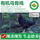 【有機(jī)散養(yǎng)土雞】農(nóng)家鮮活現(xiàn)殺跑山笨雞 生鮮雞肉 滋補(bǔ)月子餐雞湯 【有機(jī)老烏骨雞】殺后1.8-2斤