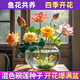 碗蓮種七彩五顏六色水培花卉水養(yǎng)四季蓮花荷花種蓮藕綠植水培蓮子 四季開花【混色碗蓮】漂亮 【31粒】混色開口