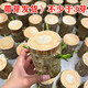 超大號巴西木帶芽開花早發(fā)芽多巨無霸粗越粗越好養(yǎng)桌擺水培土培 10厘米高7-8粗帶芽發(fā)貨 無擺件