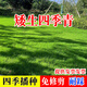 鑫意草坪種子四季青綠化護(hù)坡草坪草籽狗牙根黑麥草綠化草籽多年生種子 矮生四季青1斤 【庭院廠區(qū)】