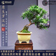 潮裕盆景迎客松羅漢松盆景客廳陽(yáng)臺造型綠植物造型高端盆景居家擺放好養護  羅漢松盆景17