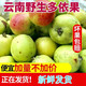 云南特產(chǎn)新鮮酸多依果新鮮瀾滄糯扎渡嫁接渣果孕婦酸水果現(xiàn)摘現(xiàn)發(fā) 250g