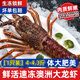 壹家盛海捕活凍澳洲大龍蝦進(jìn)口澳龍超大只蝦類(lèi)鮮活速凍大花龍蝦節日送禮 【1只裝】4-4.3斤+贈送石斑魚(yú)