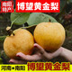 七葉島  河南博望黃金梨新鮮水果包裝箱南陽(yáng)特產(chǎn)方城梨子禮品盒黃金蜂蜜 10斤 中果精選泡沫裝【帶箱9-10斤】