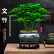 文竹盆栽室內云竹水培植物辦公室桌面小綠植四季好養中式禪意盆景 主圖款精修壯苗-小文竹四方山水+底座+苔蘚 不含托盤(pán)