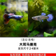 卡奇魚(yú) 觀(guān)賞魚(yú) 熱帶魚(yú)小型魚(yú)鳳尾魚(yú)孔雀魚(yú)純種孕母活魚(yú)繁殖魚(yú)淡水魚(yú)好養 大耳孔雀魚(yú)1對