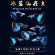 墨之瑤孔雀純種熱帶觀(guān)賞魚(yú)淡水熱帶魚(yú)小型小魚(yú)好養耐活斑馬活體鳳尾瑪麗 冰藍2對+1對防損【3公3母】