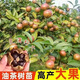 正宗油茶樹(shù)苗長(cháng)林系油茶籽高產(chǎn)軟枝白花山茶子薄皮大果南北方種植 油茶 二棵（30-50）