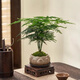 八芽文竹盆栽植物室內(nèi)客廳中式禪意盆景好養(yǎng)綠植辦公室擺件創(chuàng)意花卉 蓮花盆文竹（含紫砂托盤(pán)、木托） 帶盆栽好