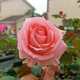 玫瑰花種籽子循環(huán)開(kāi)花盆栽花卉植物易爆盆室內外鮮花種子陽(yáng)臺花籽 玫瑰花種子【深粉】300粒+肥