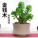 意軒金錢木老樁多肉植物 金錢樹 肉肉盆栽室內(nèi)綠植 金錢木2年高約13~16cm【瓷盆】