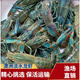 澳洲淡水小龍蝦藍龍蝦食用大規格苗種蝦寵物繁殖公母 種蝦養殖場(chǎng) 5--8厘米澳龍公母各一只