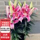 歐芽  香水百合花盆栽苗帶花苞水培室內客廳辦公室陽(yáng)臺四季好養植物花卉 新香水百合【粉色】一盆3棵帶花苞 原盆原土發(fā)貨