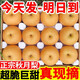 爾蝶山東秋月梨新鮮梨子當季水果脆甜山東特產(chǎn)生鮮冰糖梨應季整箱 9斤裝 凈重8.5斤