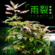 共度（Gong Du）雨裂草水蓑衣雨蝶易養(yǎng)紅色水草陰性魚缸草缸造景新手羽裂淡水植物 雨裂草2杯