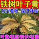 鐵樹(shù)專(zhuān)用肥料硫酸亞鐵鐵樹(shù)葉子發(fā)黃專(zhuān)用營(yíng)養液喜酸藥花卉盆栽通用 買(mǎi)二發(fā)三