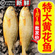 愷蒂鮮特大黃花魚新鮮批發(fā)大黃魚一整箱黃花魚冷凍海鮮生鮮 5斤裝五條