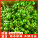 詩(shī)騰重慶江津新鮮青花椒350克 藤椒保鮮麻椒 鮮花椒 香辛料 源頭直發(fā)