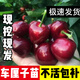 正宗車(chē)厘子樹(shù)苗四川櫻桃樹(shù)苗果樹(shù)苗盆栽地栽北方南方種植大櫻桃苗 車(chē)厘子 5年嫁接苗