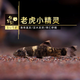 魚官兒清道夫工具魚除藻魚爬巖吸鰍小精靈黃金胡子小型熱帶觀賞魚清潔魚 老虎小精靈1條（2cm+）