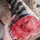 隆港匯 新鮮現殺 帶皮鱷魚(yú) 人工養殖 食用鱷魚(yú) 廣西生鮮鱷魚(yú)肉 新鮮鱷魚(yú)尾巴肉5斤裝