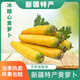 新疆特產(chǎn)冰糖心黃色胡蘿卜紅新鮮蔬菜生吃水果抓飯農家自種非有機 新疆冰糖心黃蘿卜3斤