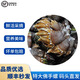 六鮮釣?！卷権S空運】六鮮釣海   佛手螺鵝頸藤壺 鮮活狗爪螺筆架海鮮水產(chǎn) 1斤嘗嘗鮮 小號(每斤含90-110顆)