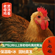 南山秋色固始雞笨雞 新鮮農家散養五谷土雞走地凈膛保溫箱裝 笨老母雞3斤以上