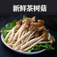 皓謙 新鮮茶樹(shù)菇 家食用菌燉湯煲湯火鍋食材鮮蔬菜 茶樹(shù)菇 2斤