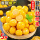 顧果鮮順豐東北菇娘果燈籠果當(dāng)季新鮮水果姑鳥果大果洋姑娘果甜菇?jīng)霈F(xiàn)摘 5斤精選裝