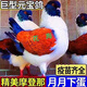 采緹元寶鴿子活體公母一對(duì)特大一對(duì)種鴿純種元寶鴿大體元寶鴿子觀賞巨 特大體摩登元寶鴿[包打疫苗包健 青年鴿一公1母[可下蛋]