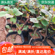 萌肉居獼猴桃樹(shù)苗嫁接種苗地栽盆栽水果樹(shù)苗木獼猴桃中小苗1棵源頭直發(fā)