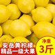 蜀惠四川安岳黃檸檬 精品一級新鮮檸檬鮮果批發(fā)奶茶店當(dāng)季水果 精品一級大果3斤