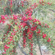 歐李樹(shù)苗 耐寒植物 鈣果苗 南北方種植盆栽地栽室外庭院果苗 紅鈣果 4年苗【當年結果】
