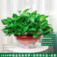 行湘綠蘿盆栽新房綠植盆栽凈化空氣 360#綠蘿1盆+透明吸水盆 源頭直發(fā)
