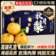 櫻鮮山東萊陽(yáng)秋月梨羊脂冰糖梨多地隔日達(dá)大黃梨中秋節(jié)水果禮盒團(tuán)購(gòu) 嚴(yán)選中果【單果250-300g】 3斤【嘗鮮裝-較劃算】?jī)糁?.5斤