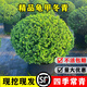 龜甲冬青球庭院別墅花境常綠植物小葉女貞冬青先令紅花檵木球 龜甲冬青 冠幅50厘米 20cm(含)-30cm(不含)