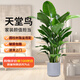 雙盟天堂鳥大型植物客廳綠植盆栽辦公室內(nèi)鶴望蘭好養(yǎng)落地網(wǎng)紅源頭直發(fā)