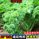 羽衣甘藍種子種籽食用秋冬季綠色蔬菜種籽四季盆栽蔬菜種子大全 羽衣甘藍種子【1包 約30?！? title=
