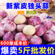 熱寶果蔬（REBAO FRUITS& VEGETABLES）農(nóng)家紫皮獨(dú)頭蒜當(dāng)季新蒜老品種紅皮蒜蔬菜 產(chǎn)地直發(fā)2/3/5斤 5斤家庭裝 大果【3.0-3.4cm】